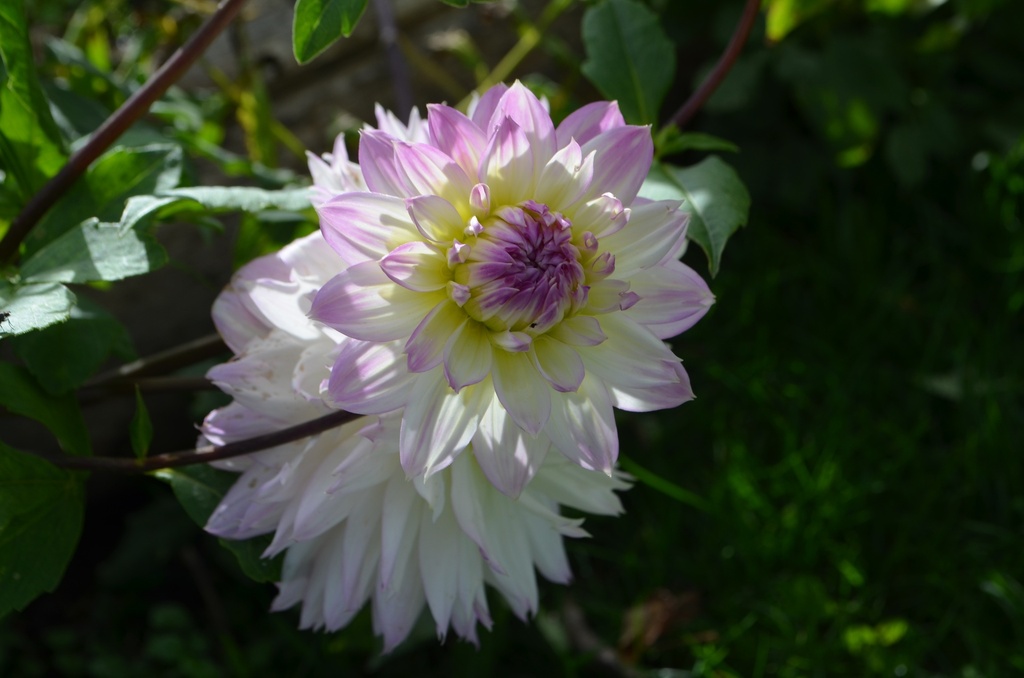 Dahlia décoratif 'Crazy Love'- La pépinière d'Agnens