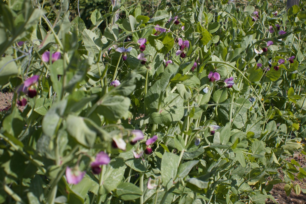 Pois mange-tout 'Weggiser' - La Pépinière d'Agnens