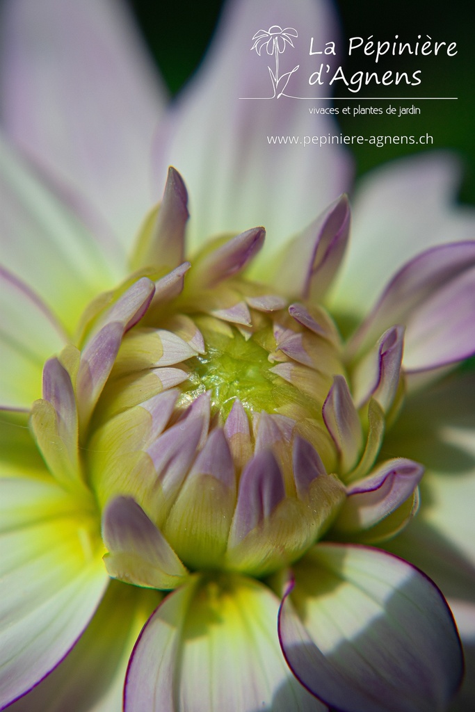 Dahlia décoratif 'Crazy Love'- La pépinière d'Agnens