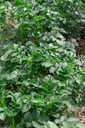 Pomme de terre à planter 'Charlotte' 1kg - La Pépinière d'Agnens