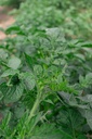 Pomme de terre à planter 'Désirée' 1Kg - La Pépinière d'Agnens