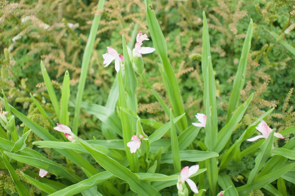 Roscoea scillifolia - La Pépinière d'Agnens