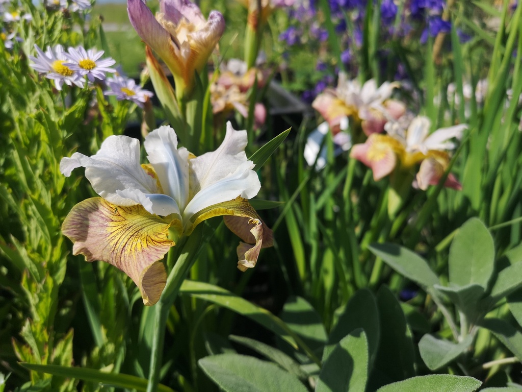 Iris sibirica 'Sugar Rush' - La Pépinière d'Agnens