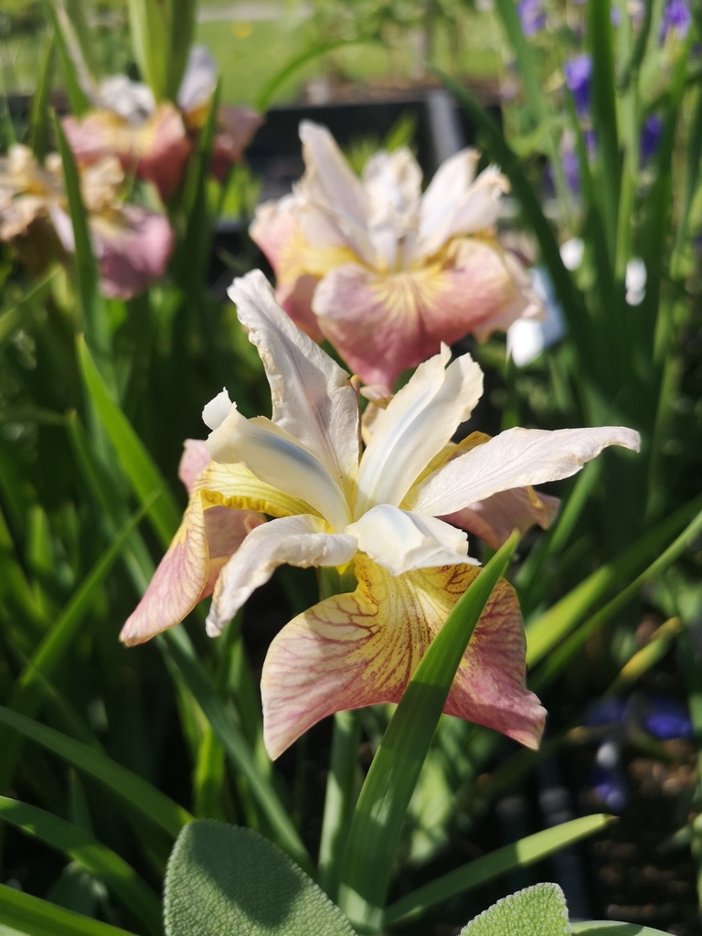 Iris sibirica 'Sugar Rush' - La Pépinière d'Agnens