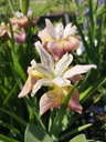 Iris sibirica 'Sugar Rush' - La Pépinière d'Agnens