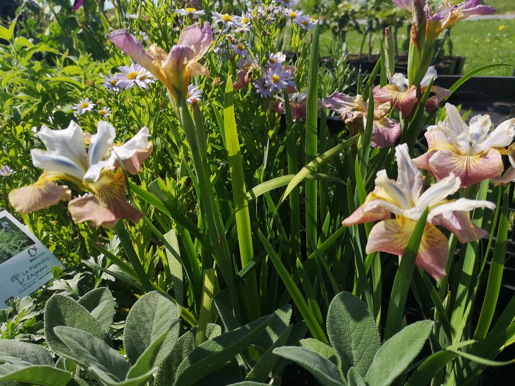 Iris sibirica 'Sugar Rush' - La Pépinière d'Agnens
