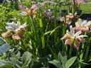 Iris sibirica 'Sugar Rush' - La Pépinière d'Agnens