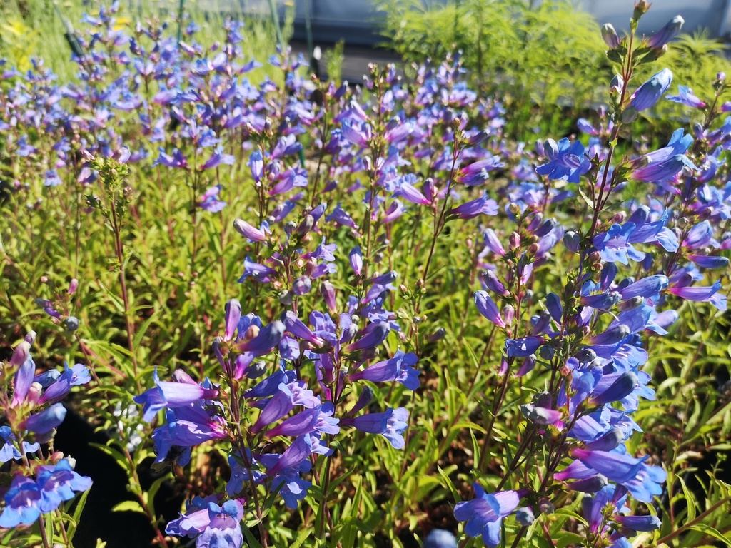 Penstemon hybride 'Catherine de la Mare' - La Pépinière d'Agnens