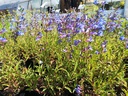 Penstemon hybride 'Catherine de la Mare' - La Pépinière d'Agnens