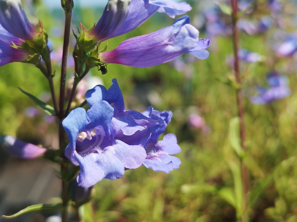Penstemon hybride 'Catherine de la Mare' - La Pépinière d'Agnens