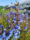Penstemon hybride 'Catherine de la Mare'