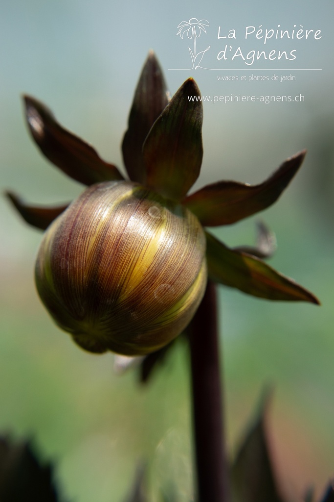 Dahlia décoratif 'Météorite'- La pépinière d'Agnens