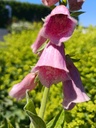 Digitalis mertonensis (x) - la Pépinière d'Agnens