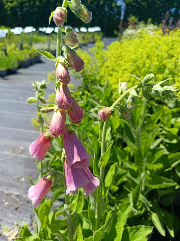 Digitalis mertonensis (x) la Pépinière d'Agnens