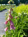 Digitalis mertonensis (x) la Pépinière d'Agnens