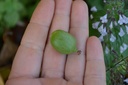 Actinidia arguta 'Issai' (Mini Kiwi) - La pépinière d'Agnens