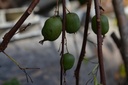 Actinidia arguta 'Issai' (Mini Kiwi) - La pépinière d'Agnens
