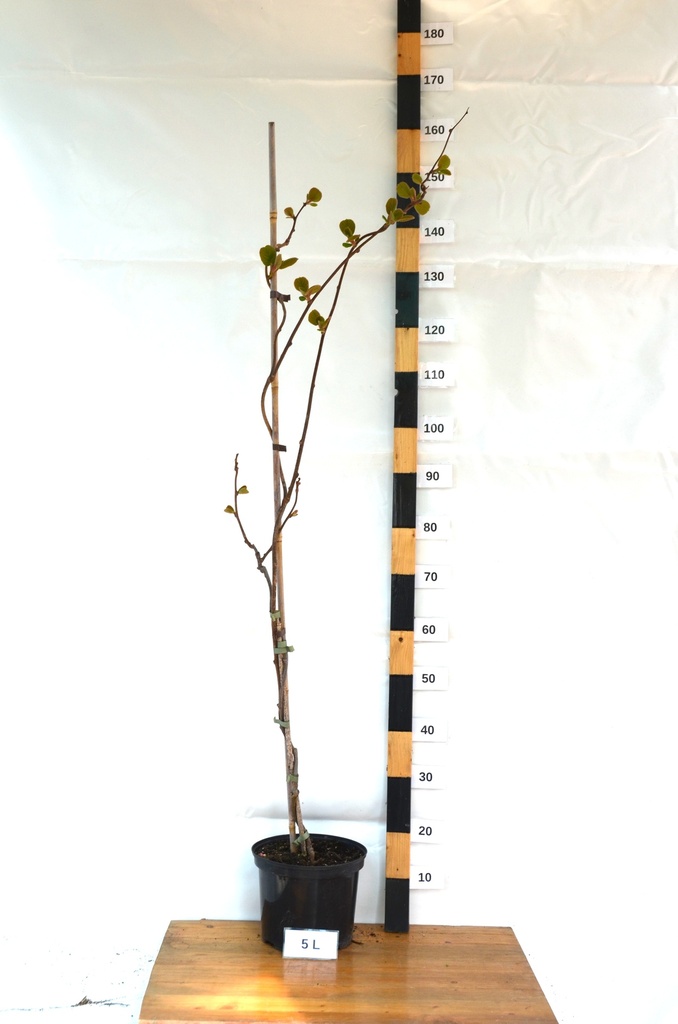 Actinidia deliciosa 'Hayward' (Kiwi femelle) - La pépinière d'Agnens