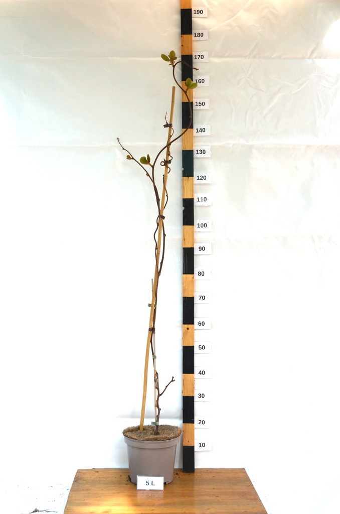 Actinidia deliciosa 'Tomuri' (Kiwi mâle) - La pépinière d'Agnens