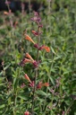Agastache rugosa 'Firebird' - La pépinière d'Agnens