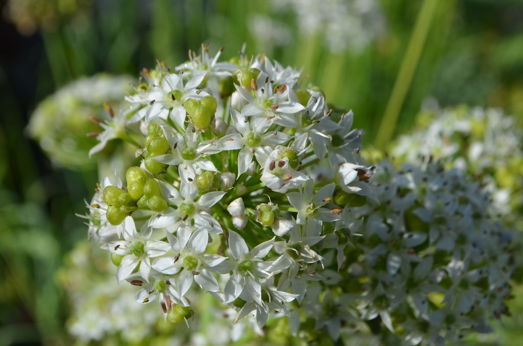 Allium tuberosum - La pépinière d'Agnens