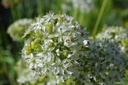 Allium tuberosum - La pépinière d'Agnens