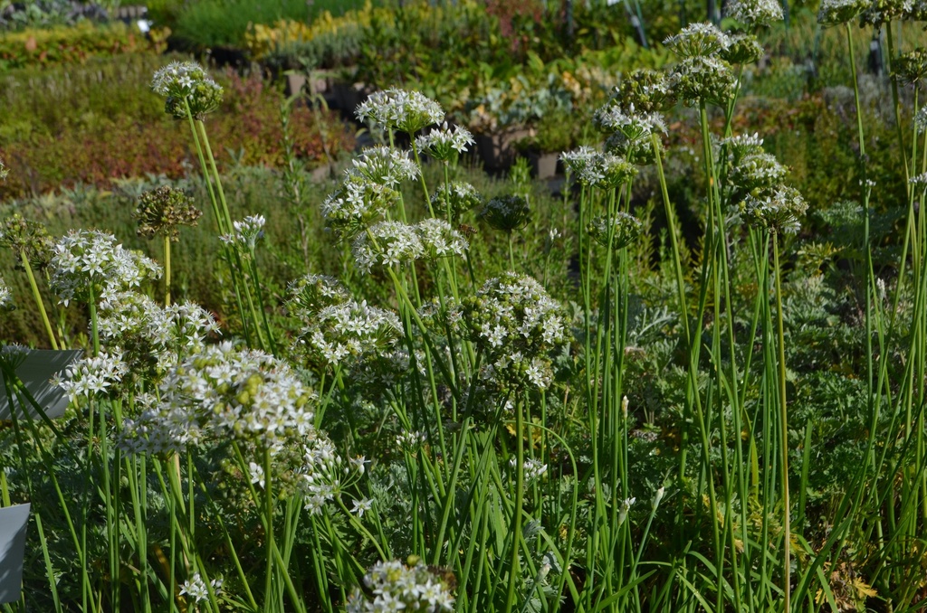 Allium tuberosum - La pépinière d'Agnens