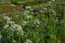 Allium tuberosum - La pépinière d'Agnens
