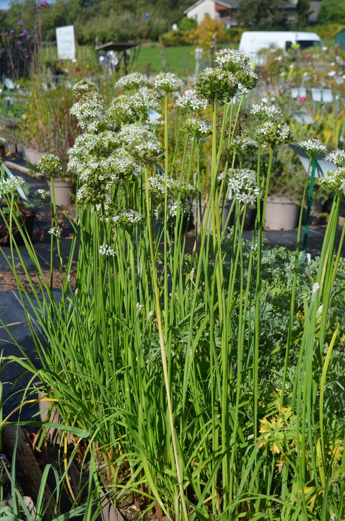 Allium tuberosum - La pépinière d'Agnens