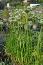 Allium tuberosum - La pépinière d'Agnens