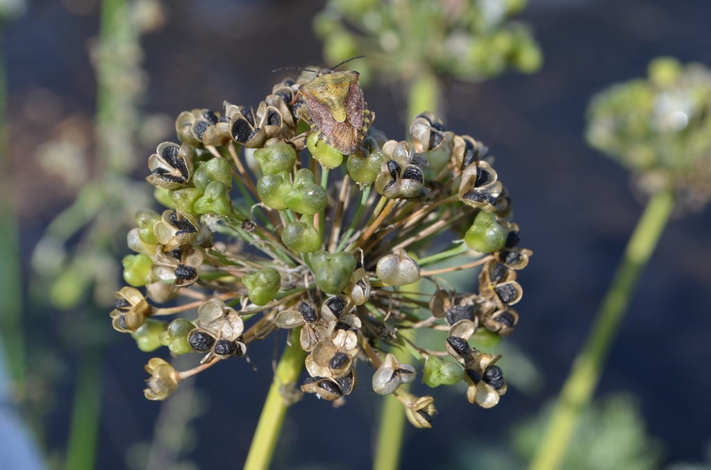 Allium tuberosum - La pépinière d'Agnens