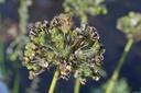Allium tuberosum - La pépinière d'Agnens