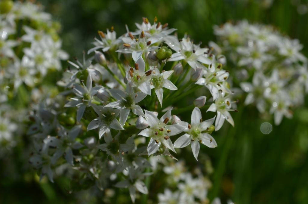 Allium tuberosum - La pépinière d'Agnens