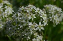 Allium tuberosum - La pépinière d'Agnens