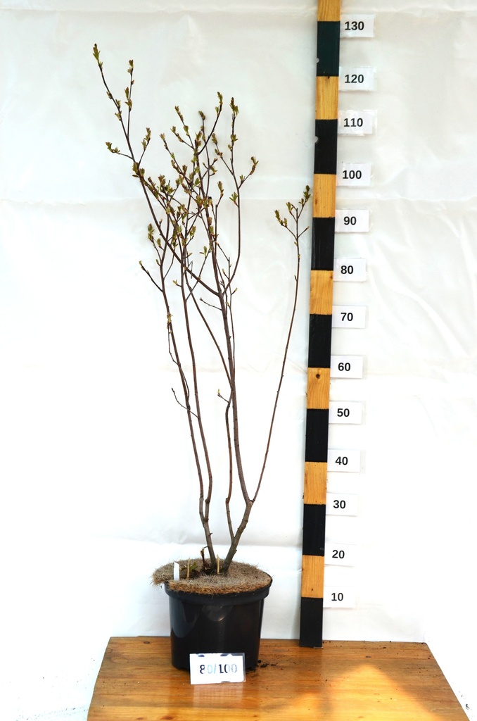 Amelanchier alnifolia 'Northline' - La pépinière d'Agnens