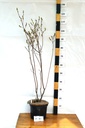 Amelanchier alnifolia 'Northline' - La pépinière d'Agnens