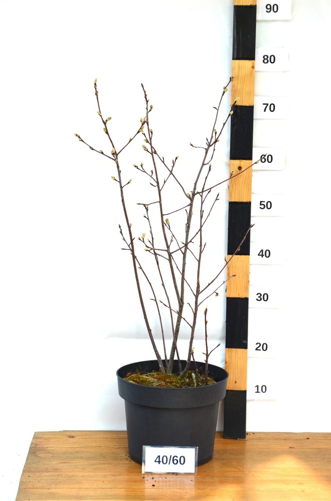 Amelanchier alnifolia 'Northline' - La pépinière d'Agnens