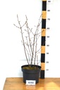 Amelanchier alnifolia 'Northline' - La pépinière d'Agnens