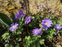 Anemone blanda 'Blue Shades' - La pépinière d'Agnens
