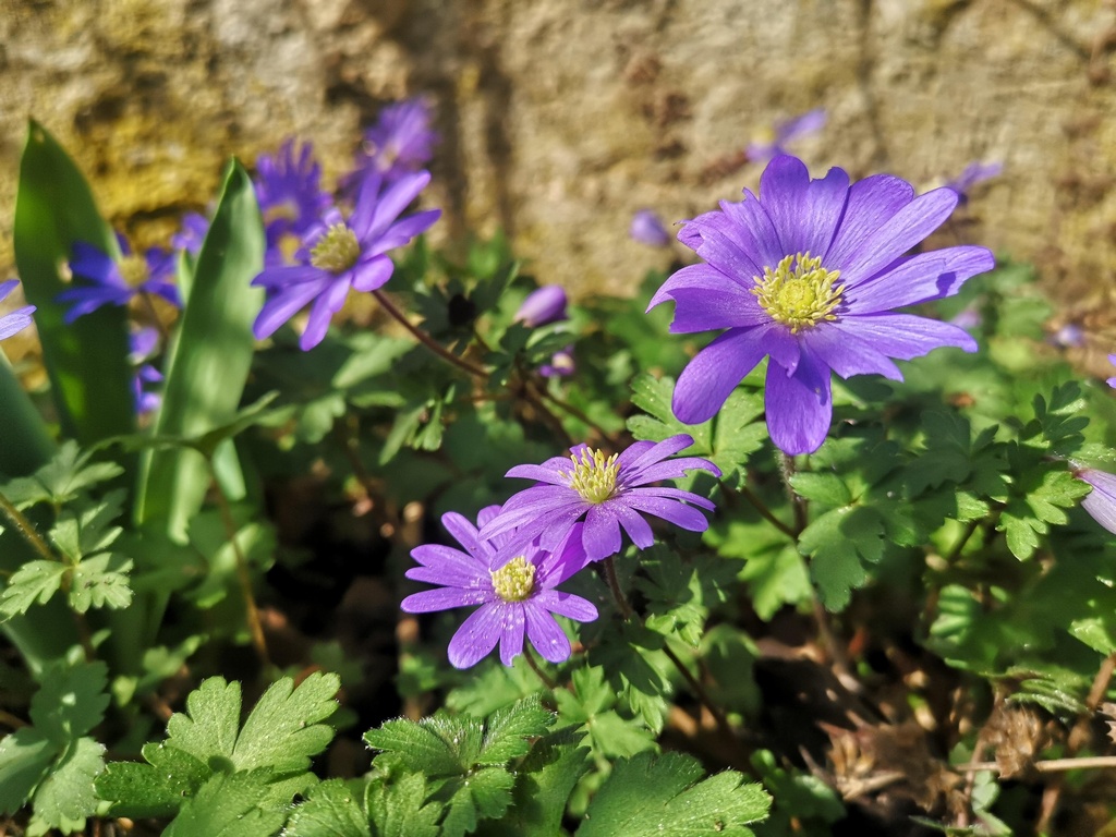Anemone blanda 'Blue Shades' - La pépinière d'Agnens