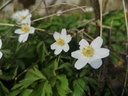 Anemone nemorosa - La pépinière d'Agnens