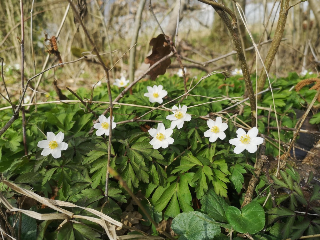 Anemone nemorosa - La pépinière d'Agnens