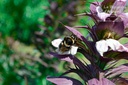 Acanthus spinosus- La pépinière d'Agnens