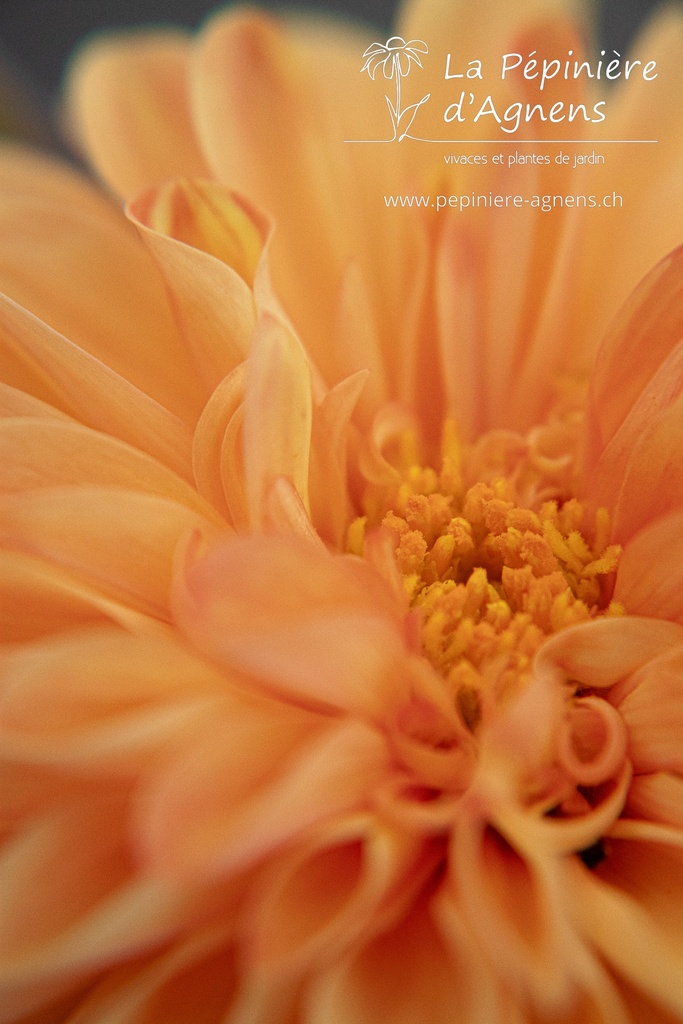 Dahlia pompon 'Souvenir D'été'- La pépinière d'Agnens