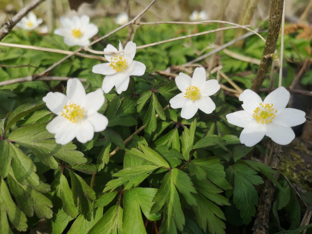 Anemone nemorosa - La pépinière d'Agnens