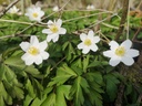 Anemone nemorosa - La pépinière d'Agnens