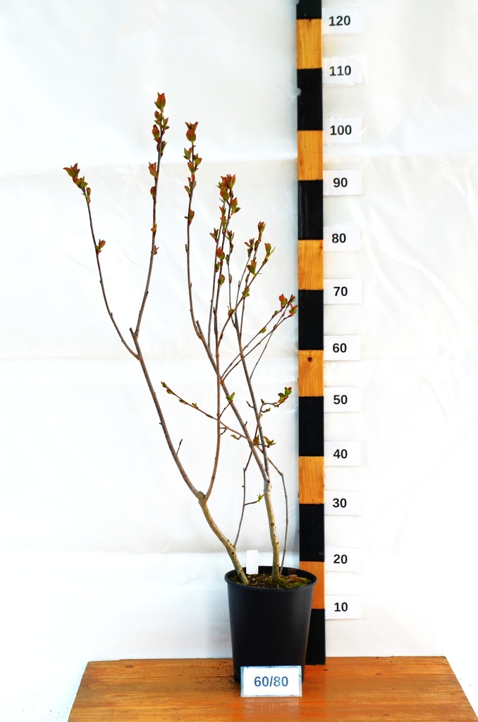 Aronia melanocarpa 'Nero' - La Pépinière d'Agnens