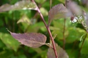 Aster divaricatus - La pépinière d'Agnens