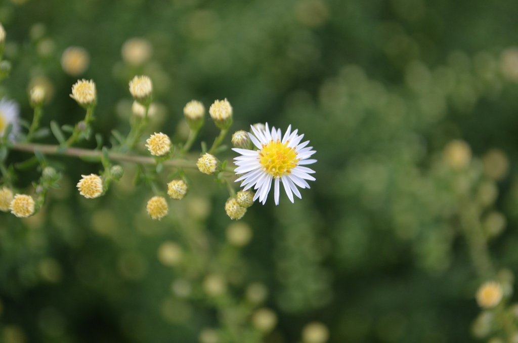 Aster ericoides 'Weisserzwerg' - La pépinière d'Agnens