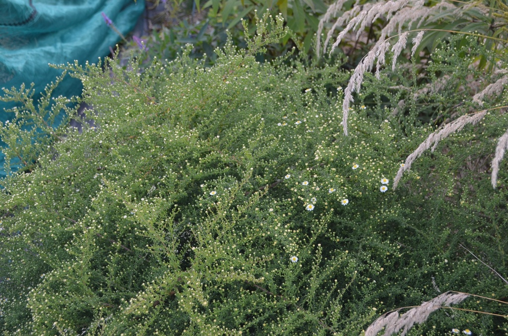 Aster ericoides 'Weisserzwerg' - La pépinière d'Agnens